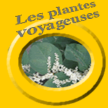 Les plantes voyageuses