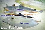 LES TESTIGOS